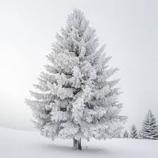 Fragrance of the Month Club